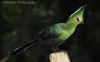 Knysna Turaco (DSC_0131) - бесплатный image #280793